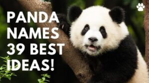 Panda Names